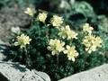 Saxifraga Leo Gordon Godseff Image 1