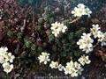 Saxifraga marginata var rocheliana Image 1