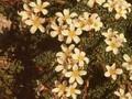 Saxifraga Ochroleuca Image 1