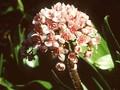 Saxifraga peltata Image 1