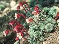 Saxifraga Suendermannii Purpurea Image 1