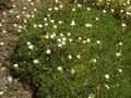 Saxifraga trifurcata Image 1