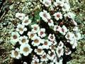 Saxifraga Walter Irving Image 1