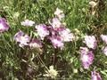 Scabiosa caucasica Ballerina Image 1