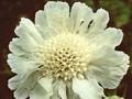 Scabiosa caucasica Miss Willmott Image 1