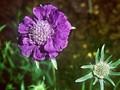 Scabiosa caucasica Nachtfalter Image 1