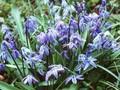 Scilla siberica Spring Beauty Image 1