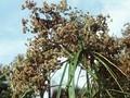 Scirpus sylvaticus Image 1