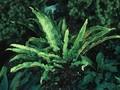 Scolopendrium officinale Image 1