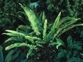 Scolopendrium officinarum Image 1