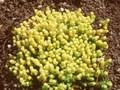 Sedum acre Aureum Image 1