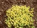 Sedum acre Yellow Queen Image 1