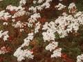 Sedum album Coral Carpet Image 1