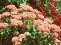 Sedum Autumn Joy Image 1