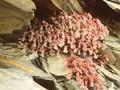 Sedum corsicum Image 1