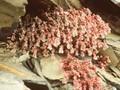 Sedum dasyphyllum Image 1