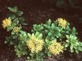 Sedum ellacombianum Image 1