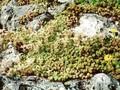 Sedum glaucophyllum Image 1