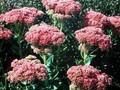 Sedum Munstead Red Image 1