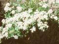 Sedum populifolium Image 1