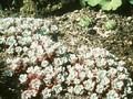 Sedum spathulifolium Image 1