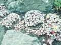Sedum spathulifolium Purpureum Image 1