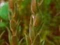Sempervivum erythraeum Image 1