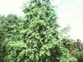 Sequoia glyptostroboides Image 1