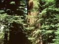 Sequoia sempervirens Image 1