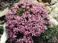 Silene acaulis Image 1