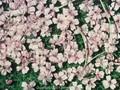 Silene acaulis subsp. exscapa Image 1