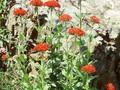 Silene chalcedonica Image 1