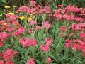 Silene flos-jovis Image 1
