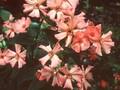 Silene haageana Image 1