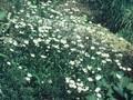 Silene quadridentata Image 1