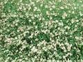 Silene vulgaris subsp maritima Rosea Image 1