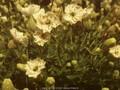 Silene vulgaris subsp maritima Weisskehlchen Image 1