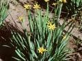 Sisyrinchium boreale Image 1