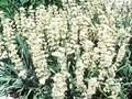 Sisyrinchium striatum Image 1