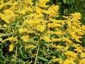 Solidago Goldenmosa Image 1