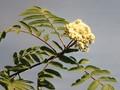 Sorbus aucuparia Image 3