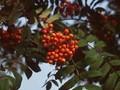 Sorbus arnoldiana Apricot Queen Image 1