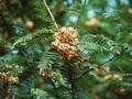 Sorbus arnoldiana Kirsten Pink Image 1