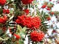 Sorbus aucuparia var edulis Image 1