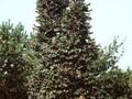 Sorbus aucuparia Fastigiata Image 1