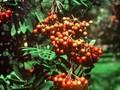Sorbus aucuparia Rossica Major Image 1