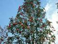 Sorbus aucuparia Sheerwater Seedling Image 1