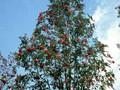 Sorbus aucuparia Sheerwater Seedling Image 1