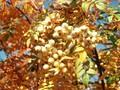 Sorbus cashmiriana Image 1