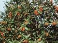 Sorbus chamaemespilus Image 1